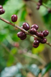 cerro san luis coffee cherries