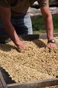 cerro san luis coffee sorting