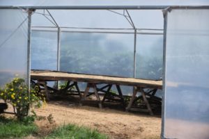 cerro san luis coffee drying