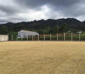 copan coffee drying