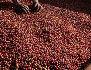 sipi falls coffee cherries