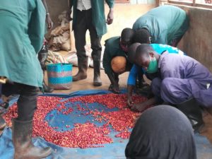 white nile coffee sorting