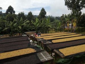 white nile coffee drying