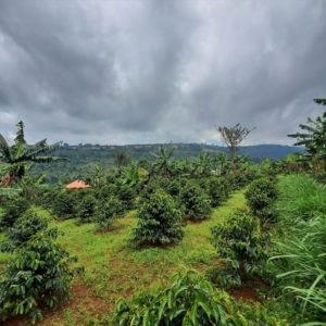 white nile landscape