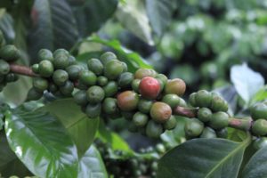 white nile coffee cherries