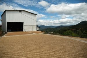 San Calletano Coffee Drying