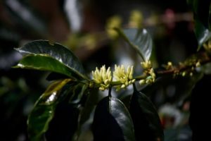 San Calletano Coffee Buds