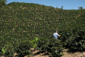 San Calletano Coffee Field