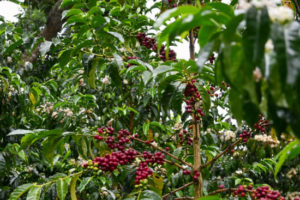 el faldon coffee tree