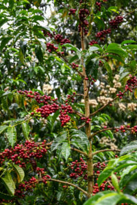 el faldon coffee cherries