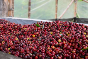 el faldon coffee cherries