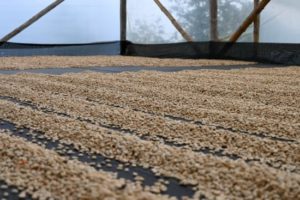 el faldon coffee drying