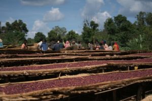 shanta golba coffee drying