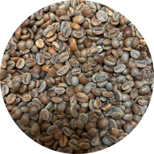 Guatemalan Premium Torch Coffee - Stardust Gesha Natural