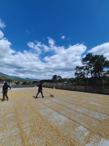 Benitez coffee drying