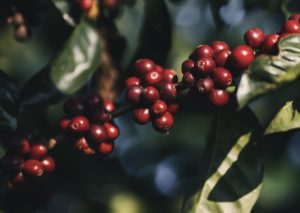 Guatemala Ascent Coffee Cherries