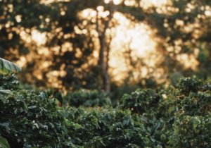 guatemala vista hermosa coffee trees