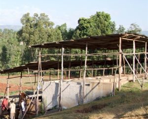 Limu coffee drying