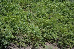 vista hermosa coffee trees