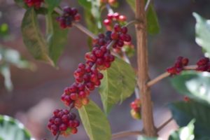 vista hermosa red cherries