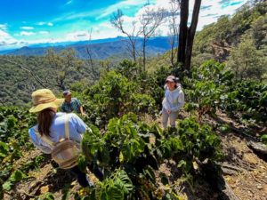 torch coffee touring vista hermosa