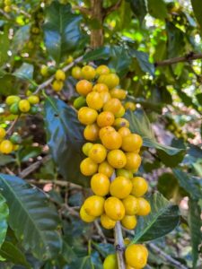 vista hermosa yellow cherries