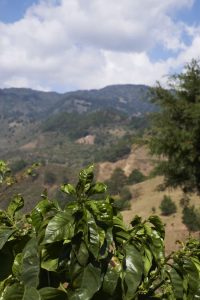 El Salvador coffee landscape