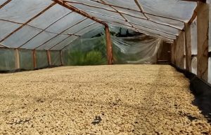 chaupe coffee drying