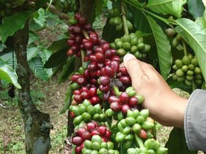 gayo coffee cherries