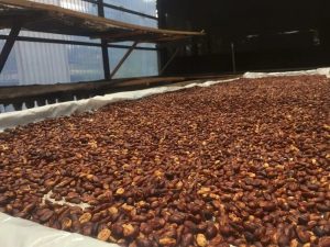 gayo coffee drying