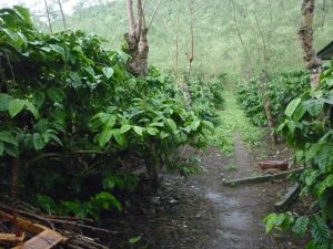 gayo forest path