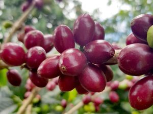 purple caturra cherries