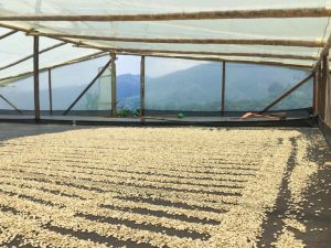 monteblanco coffee drying