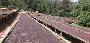 gotiti drying tables