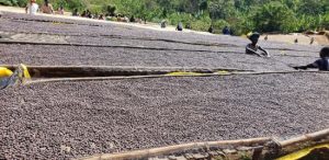 gotiti coffee drying