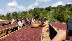 gotiti coffee workers