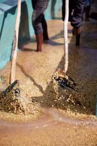 Kirorero coffee washing