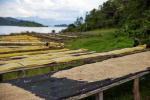 Kirorero coffee drying