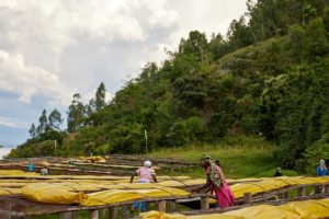 Kirorero drying tables