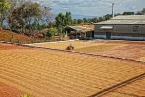 Finca Esperanza coffee drying