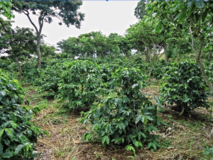 Finca Esperanza coffee trees