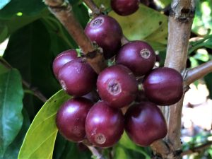 guatemala coffee cherries