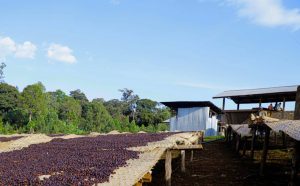 hartume coffee drying