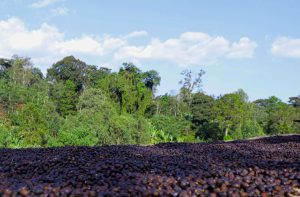 hartume coffee cherries