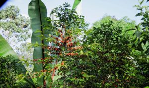 hartume coffee tree