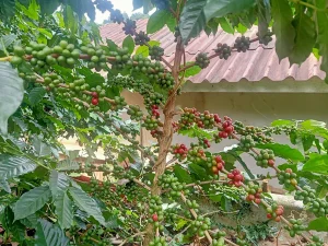 Huay Ma Liem coffee tree