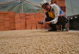 marco antonio with coffee drying