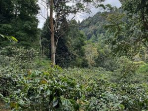 java forest