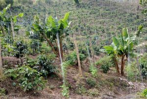 aprocesca coffee trees