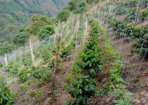 aprocesca coffee plantings